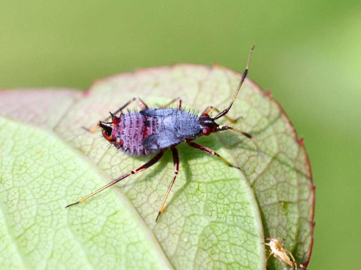 Miridae: Deraeocoris ruber (ninfe)  della Lombardia (MB)